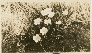 Image of Arctic Poppies